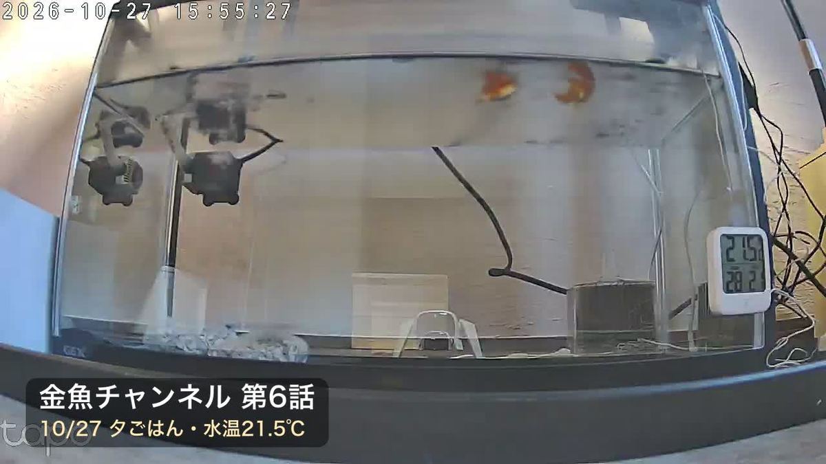 金魚チャンネル第六話。粒が落ちて数秒、二匹そろって水面へ。水は二十一度半、冬の水に近づいとる。