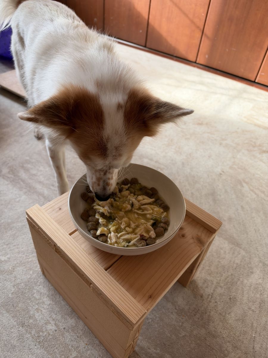 月ちゃんの朝ごはん。トッピングは全部、カリカリだけ少し残した。